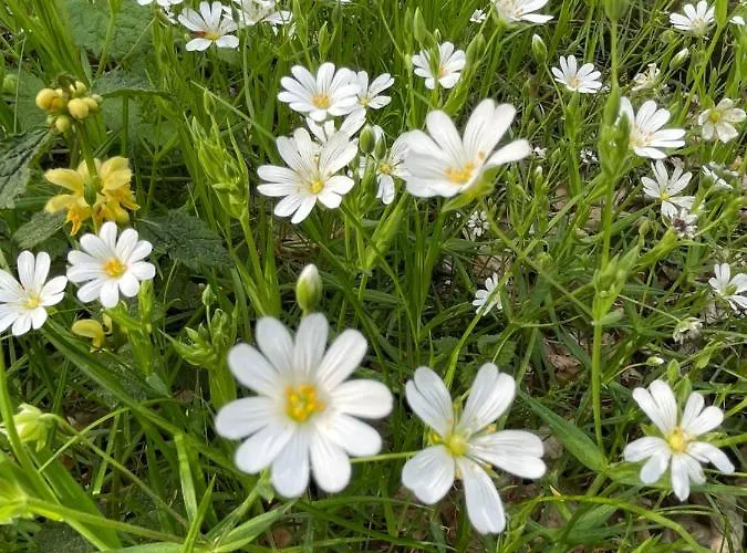 Orchidee Appartement Wehr (Baden-Wurttemberg)